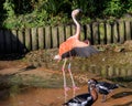 Flamingo at Jersey Wildlife trust