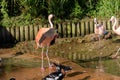 Flamingo at Jersey Wildlife trust