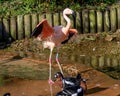 Flamingo at Jersey Wildlife trust