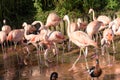 Flamingo at Jersey Wildlife trust