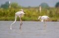 Flamingo juvenile with its parents searching for food in the lake