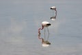 Flamingo, Laguna Altiplanica, Atacama Desert