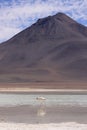 Flamingo in Laguna Blanca, Bolivia