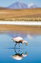 Flamingo, Laguna Blanca, Bolivia