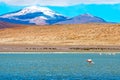 Flamingo in laguna, Bolivia Royalty Free Stock Photo