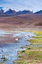 Flamingo in laguna, Bolivia Royalty Free Stock Photo
