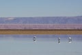 Flamingo at laguna Chaxa, Salar de Atacama salty fields, desert Atacama, Chile Royalty Free Stock Photo