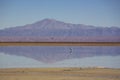 Flamingo at laguna Chaxa, Salar de Atacama salty fields, desert Atacama, Chile Royalty Free Stock Photo