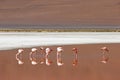 Flamingo on the Laguna Colorado Bolivia