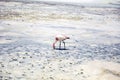 Flamingo at Laguna Hedionda in Bolivia