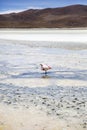 Flamingo at Laguna Hedionda in Bolivia