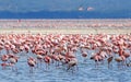 Flamingo on lake