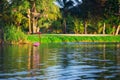 Flamingo in lake, beautful sunset shot Royalty Free Stock Photo