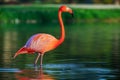 Flamingo in lake, beautful sunset shot Royalty Free Stock Photo