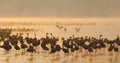 Flamingo on the lake early in the morning in fog. Soft Image. Kenya. Africa. Nakuru National Park. Lake Bogoria National Reserve. Royalty Free Stock Photo