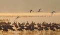 Flamingo on the lake early in the morning in fog. Soft Image. Kenya. Africa. Nakuru National Park. Lake Bogoria National Reserve. Royalty Free Stock Photo