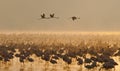 Flamingo on the lake early in the morning in fog. Soft Image. Kenya. Africa. Nakuru National Park. Lake Bogoria National Reserve. Royalty Free Stock Photo