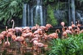 Flamingo Lake at Jurong Bird Park Royalty Free Stock Photo