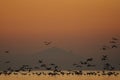 flamingo learning to fly in salt lake