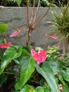 Flamingo-lily Anthurium andraeanum red plant Royalty Free Stock Photo