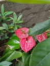 Flamingo-lily Anthurium andraeanum red plant Royalty Free Stock Photo