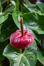 Flamingo Lily flowering in New Zealand Royalty Free Stock Photo