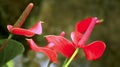 Flamingo lily or anthurium flowers