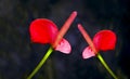 Flamingo lily or anthurium flowers