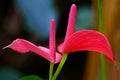 Flamingo lily or anthurium flowers Royalty Free Stock Photo