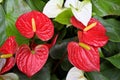 Flamingo lily or Anthurium sp., with bright red and white spathes or bracts modified leaves & elongated spadices flowers