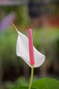 Flamingo lily flower in the garden Royalty Free Stock Photo