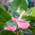 Flamingo lily flower in the garden Royalty Free Stock Photo