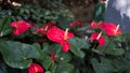 Flamingo Lily Plant In A Park Royalty Free Stock Photo