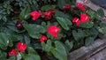 Flamingo Lily Plant In A Park Royalty Free Stock Photo