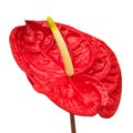 Flamingo Lily Red