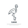 Flamingo line icon. Wild bird symbol.