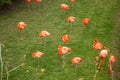 Flamingo in Lisbon Zoo Royalty Free Stock Photo