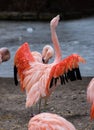 Flamingo Royalty Free Stock Photo