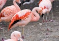 Flamingo Royalty Free Stock Photo