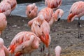 Flamingo Royalty Free Stock Photo