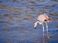 Flamingo looking for food