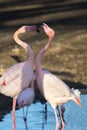 Flamingo love. Beautiful dancing birds. Pretty pink flamingos Royalty Free Stock Photo