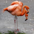 Flamingo Love