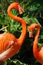 Flamingo Love Couple