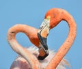 Flamingo Love.