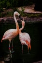 Flamingo love