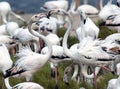 Flamingo Lovers Royalty Free Stock Photo