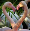 Flamingo lovers Royalty Free Stock Photo