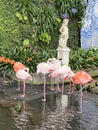 Flamingo - Madeira Botanical Garden, Funchal