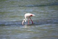 Flamingo in Molentargius Park of Cagliari